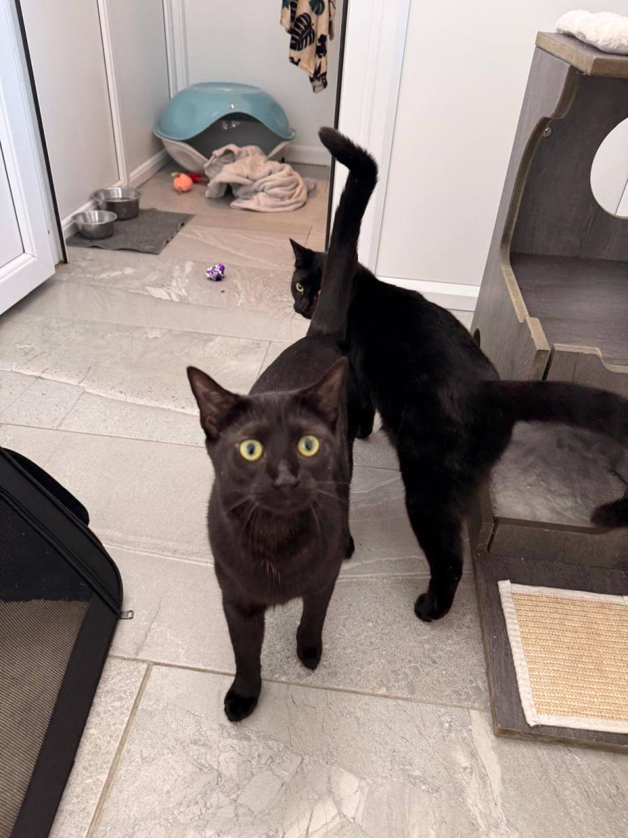 🐾 The Adventures of Freddie and Penny: Their First Stay at the&nbsp;Cattery
