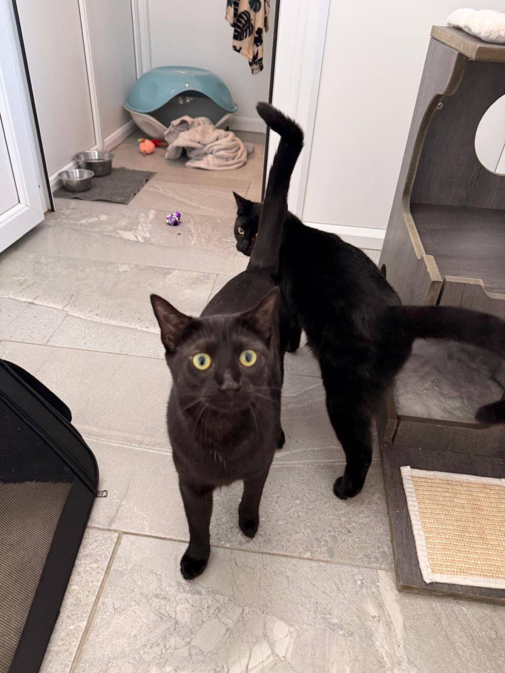 🐾 The Adventures of Freddie and Penny: Their First Stay at the&nbsp;Cattery