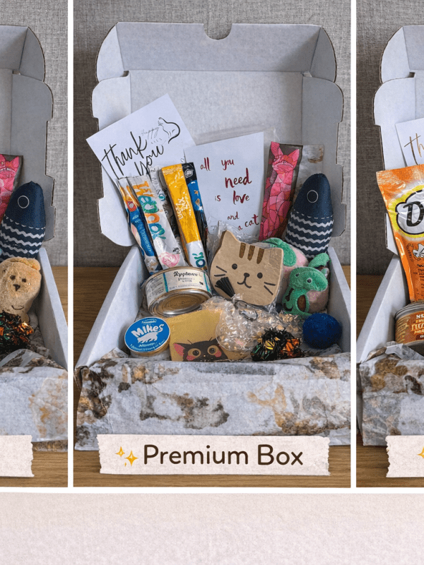 🐾 Introducing the Happy Tails Boxes: Created with Love (and a Little Bit of&nbsp;Chaos)