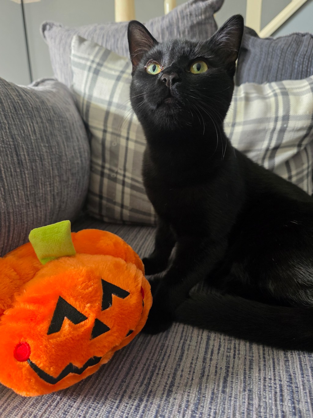 🎃Get Your Cat Ready for Halloween!&nbsp;👻